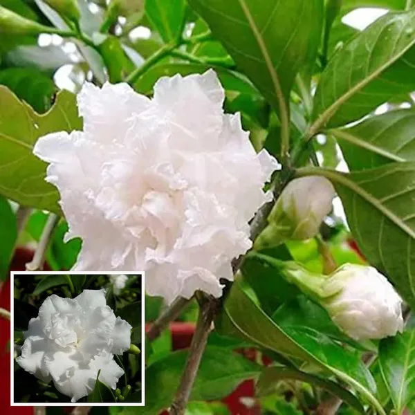 Double_Petal_Tagar_Chandni_Crepe_Jasmine_Shrubs_Flower_Plant_(1-2_Feet_Height)