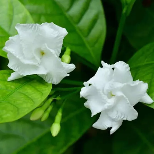 Double_Petal_Tagar_Chandni_Crepe_Jasmine_Shrubs_Flower_Plant_(1-2_Feet_Height)
