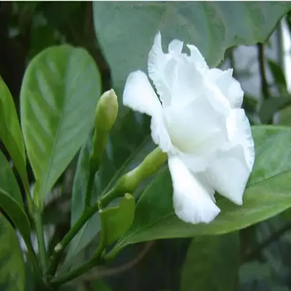 Double_Petal_Tagar_Chandni_Crepe_Jasmine_Shrubs_Flower_Plant_(1-2_Feet_Height)