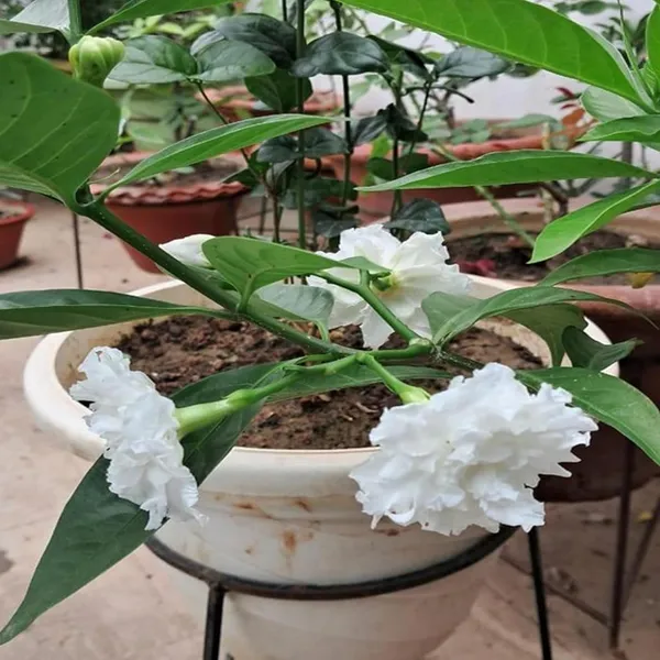 Double_Petal_Tagar_Chandni_Crepe_Jasmine_Shrubs_Flower_Plant_(1-2_Feet_Height)
