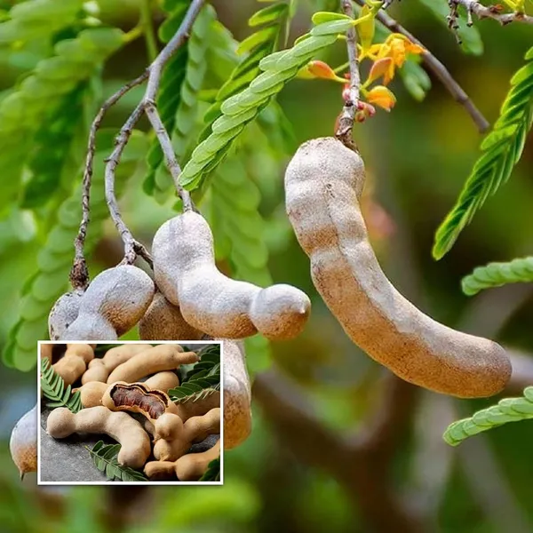 Thai_Sweet_Tamarind_Imli_Grafted_Fruit_Plant_(1.5-3_Feet_Height)