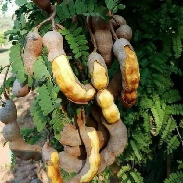Thai_Sweet_Tamarind_Imli_Grafted_Fruit_Plant_(1.5-3_Feet_Height)
