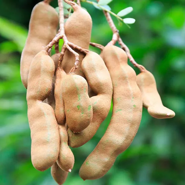Thai_Sweet_Tamarind_Imli_Grafted_Fruit_Plant_(1.5-3_Feet_Height)