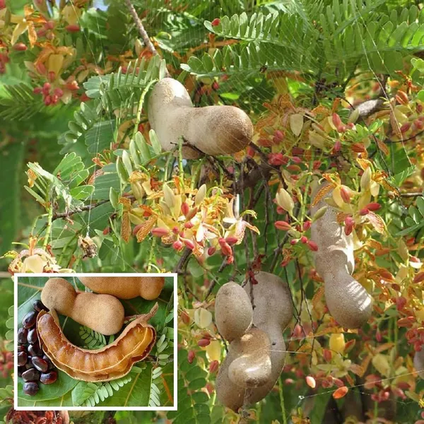 Sour_Vantoor_Tamarind_Imli_Grafted_Fruit_Plant_(1.5-3_Feet_Height)