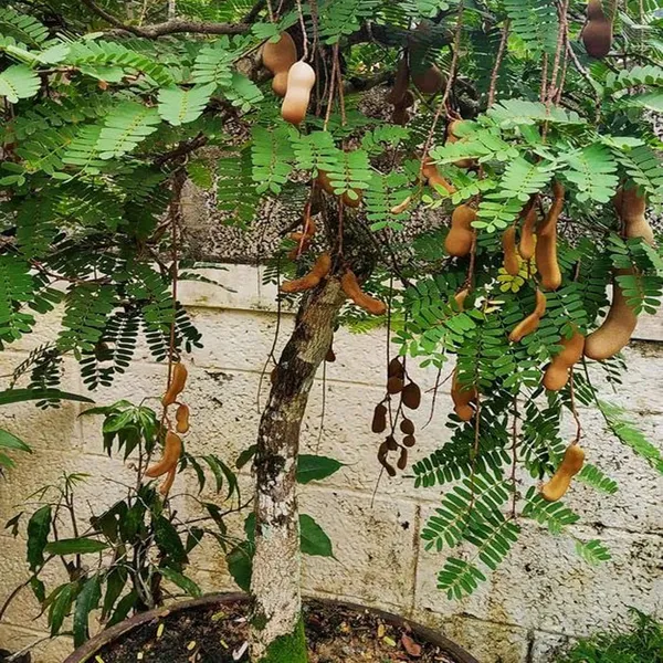 Sour_Vantoor_Tamarind_Imli_Grafted_Fruit_Plant_(1.5-3_Feet_Height)