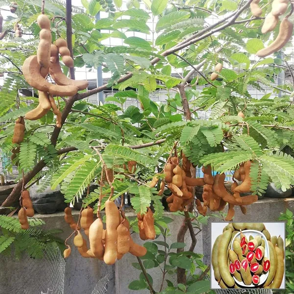 Red_Sweet_Tamarind_Imli_Grafted_Fruit_Plant_(1.5-3_Feet_Height)