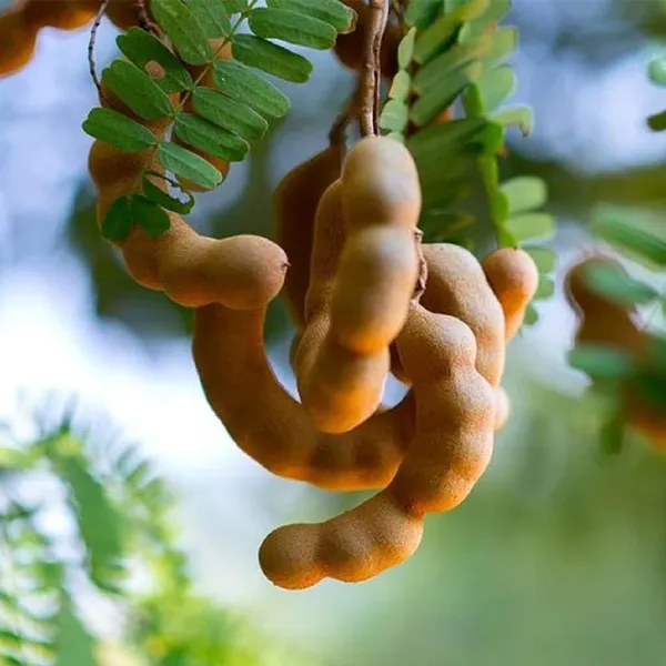 Red_Sweet_Tamarind_Imli_Grafted_Fruit_Plant_(1.5-3_Feet_Height)