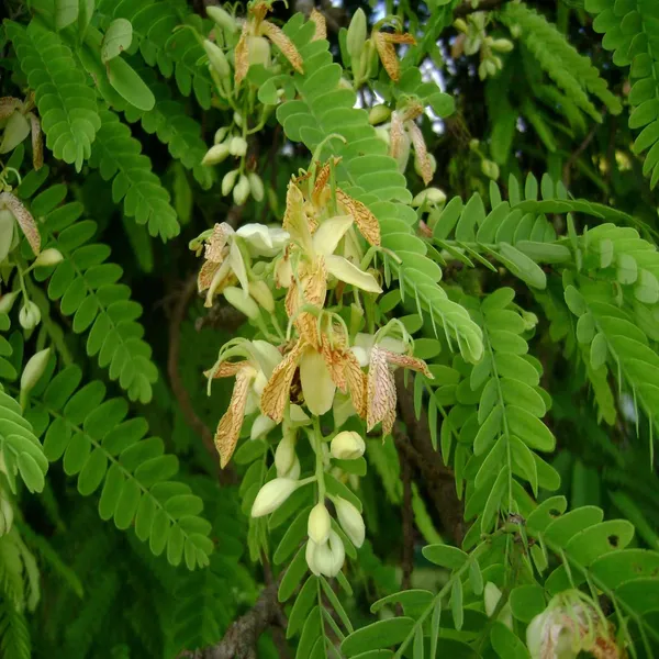 Red_Sweet_Tamarind_Imli_Grafted_Fruit_Plant_(1.5-3_Feet_Height)