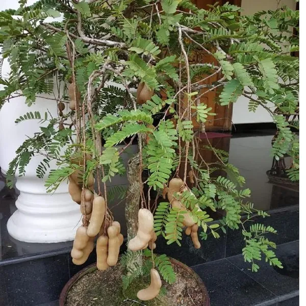 Red_Sweet_Tamarind_Imli_Grafted_Fruit_Plant_(1.5-3_Feet_Height)
