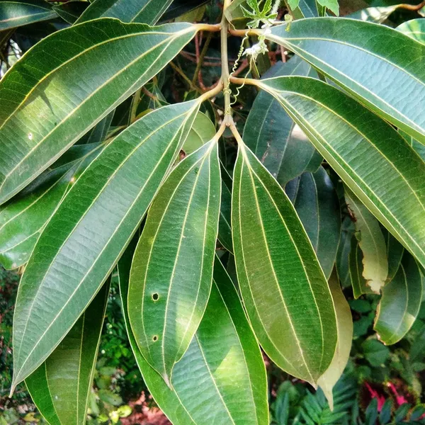 Tej_Patta_Indian_Bay_Leaf_Cinnamomum_Tamala_Patram_Spice_Plant_(1.5-3_Feet_Height)