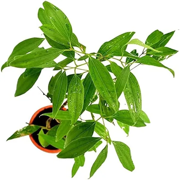 Tej_Patta_Indian_Bay_Leaf_Cinnamomum_Tamala_Patram_Spice_Plant_(1.5-3_Feet_Height)