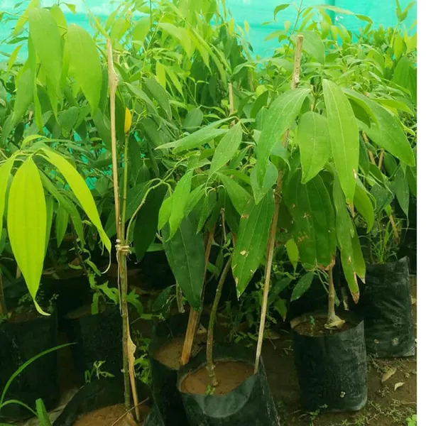 Tej_Patta_Indian_Bay_Leaf_Cinnamomum_Tamala_Patram_Spice_Plant_(1.5-3_Feet_Height)