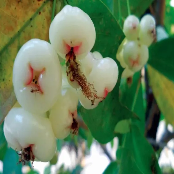 Mixed_Wax_Apple_Water_Apple_Java_Apple_Jamrul_Chamba_Layering/Grafted_Fruit_Plant_(1.5-3_Feet_Height)