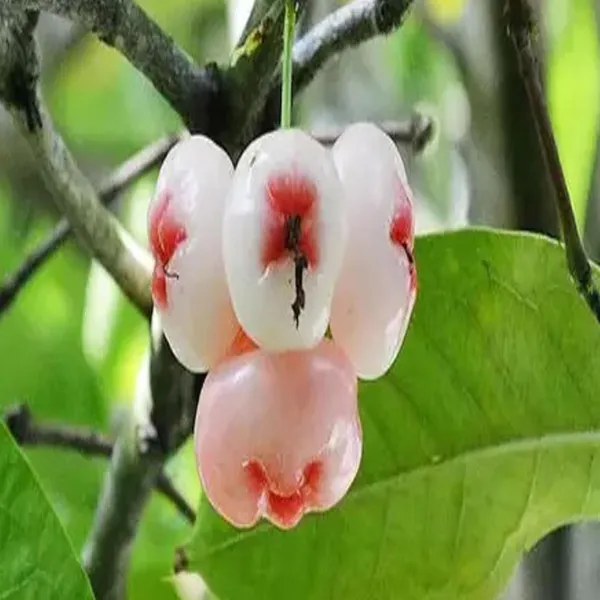 Mixed_Wax_Apple_Water_Apple_Java_Apple_Jamrul_Chamba_Layering/Grafted_Fruit_Plant_(1.5-3_Feet_Height)