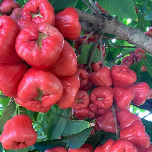 Red_Wax_Apple_Water_Fruit_Plant_(1.5-3_Feet_Height)