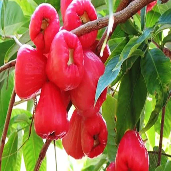 Red_Wax_Apple_Water_Fruit_Plant_(1.5-3_Feet_Height)