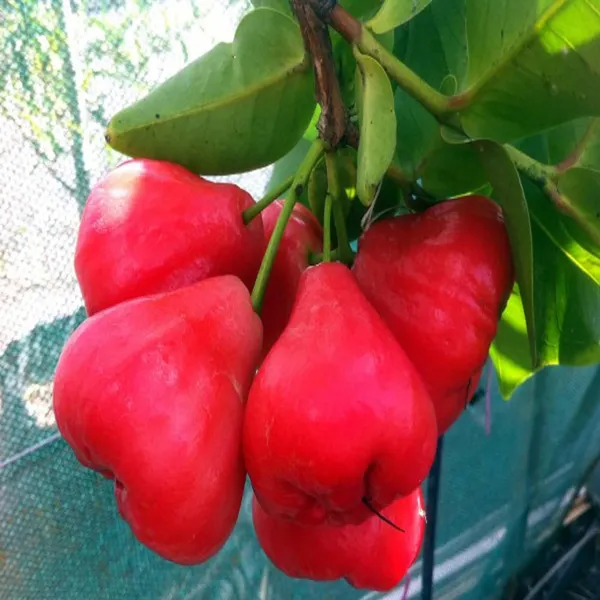 Red_Wax_Apple_Water_Fruit_Plant_(1.5-3_Feet_Height)