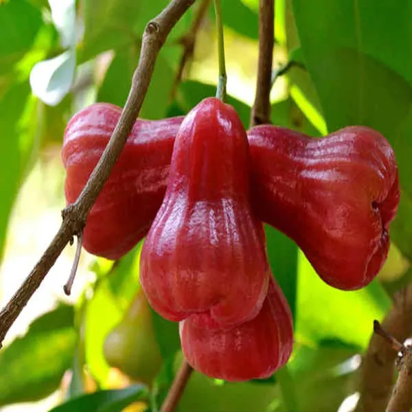 Missile_Wax_Apple_Water_Layering/Grafted_Fruit_Plant_(1.5-3_Feet_Height)