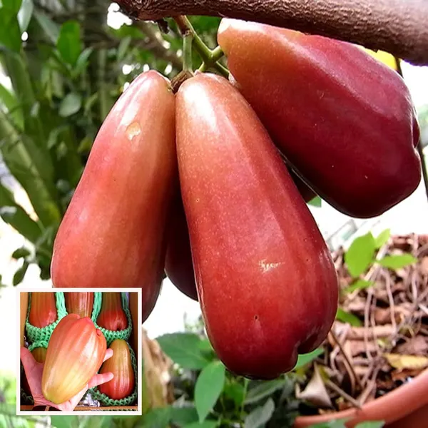 Jambu_King_Kong_Wax_Apple_Water_Layering/Grafted_Fruit_Plant_(1.5-3_Feet_Height)