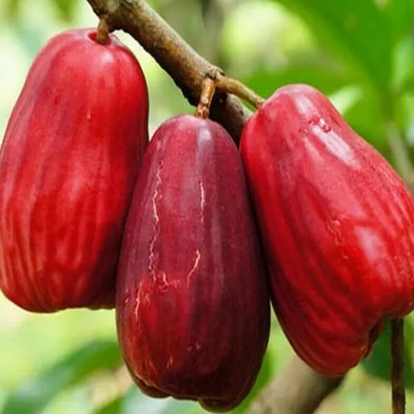 Jambu_King_Kong_Wax_Apple_Water_Layering/Grafted_Fruit_Plant_(1.5-3_Feet_Height)