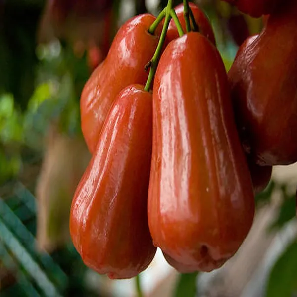 Jambu_King_Kong_Wax_Apple_Water_Layering/Grafted_Fruit_Plant_(1.5-3_Feet_Height)