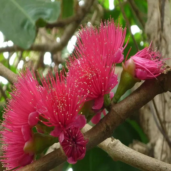 Jambu_King_Kong_Wax_Apple_Water_Layering/Grafted_Fruit_Plant_(1.5-3_Feet_Height)