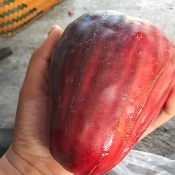 Jambu_King_Kong_Wax_Apple_Water_Layering/Grafted_Fruit_Plant_(1.5-3_Feet_Height)