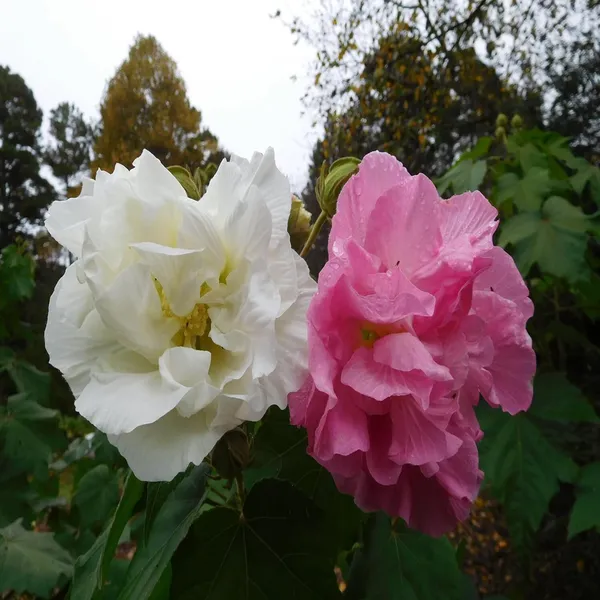 Double_Petal_Cotton_Rose_Hibiscus_Mutabilis_Color_Changing_Flower_Plant_(1-2_Feet_Height)