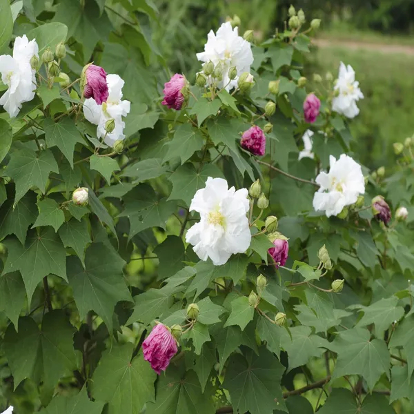 Double_Petal_Cotton_Rose_Hibiscus_Mutabilis_Color_Changing_Flower_Plant_(1-2_Feet_Height)