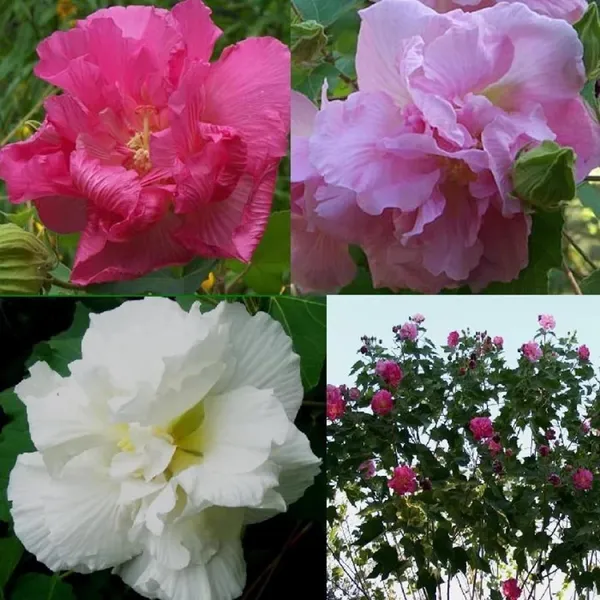 Double_Petal_Cotton_Rose_Hibiscus_Mutabilis_Color_Changing_Flower_Plant_(1-2_Feet_Height)