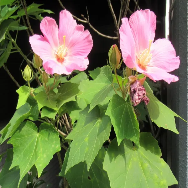 Single_Petal_All_Time_Cotton_Rose_Land_Lotus_Sthal_Poddo_Hibiscus_Mutabilis_Changeable_Colour_Flower_Plant_(1-2_Feet_Height)