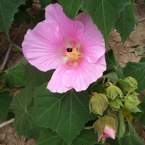 Single_Petal_All_Time_Cotton_Rose_Land_Lotus_Sthal_Poddo_Hibiscus_Mutabilis_Changeable_Colour_Flower_Plant_(1-2_Feet_Height)