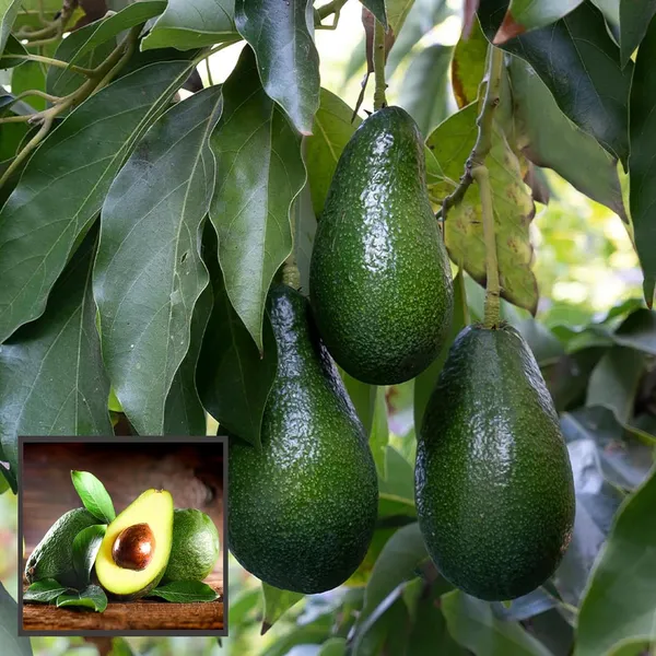 Hass_Avocado_Butter_Fruit_Grafted_Plant_(1.5-2_Feet_Height)