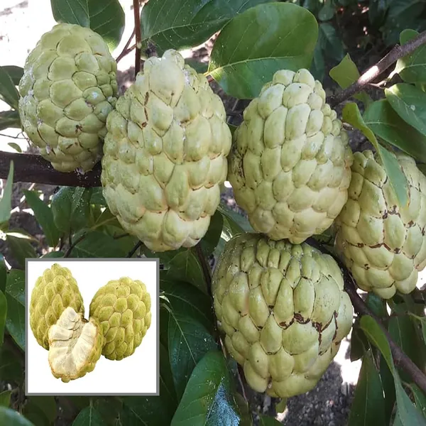 Super_Golden_Custard_Apple_Grafted_Fruit_Plant_(1.5-3_Feet_Height)