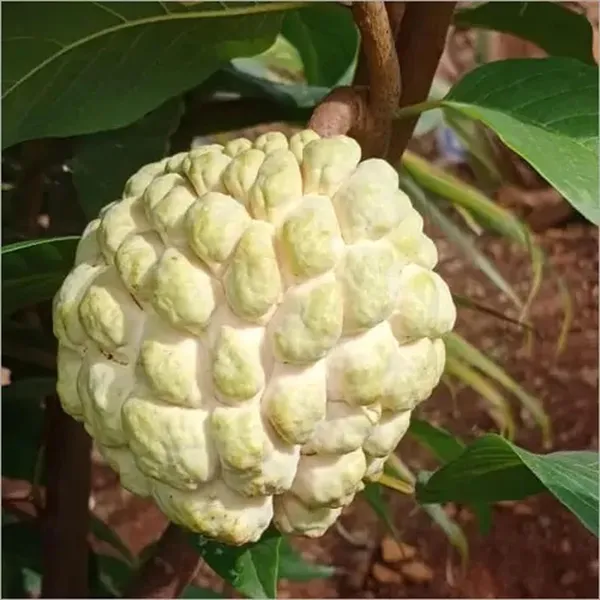 Super_Golden_Custard_Apple_Grafted_Fruit_Plant_(1.5-3_Feet_Height)