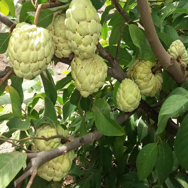 Super_Golden_Custard_Apple_Grafted_Fruit_Plant_(1.5-3_Feet_Height)