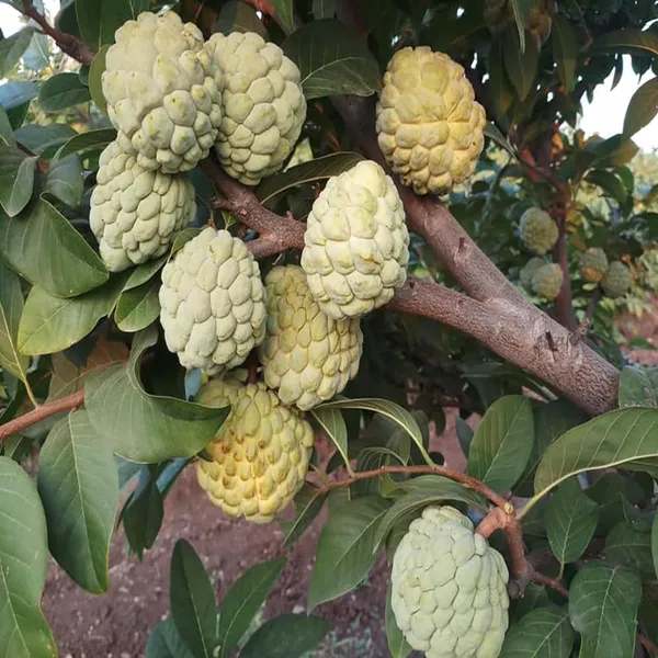 Super_Golden_Custard_Apple_Grafted_Fruit_Plant_(1.5-3_Feet_Height)