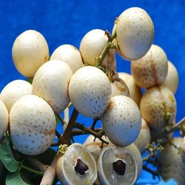 Snow_White_Dragon_Eye_Longan_Grafted_Fruit_Plant_(1-2_Feet_Height)