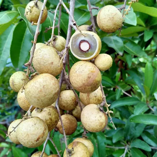 Snow_White_Dragon_Eye_Longan_Grafted_Fruit_Plant_(1-2_Feet_Height)