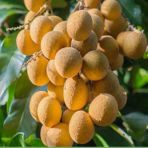 Daw_Dragon_Eye_Longan_Grafted_Fruit_Plant_(1-2_Feet_Height)