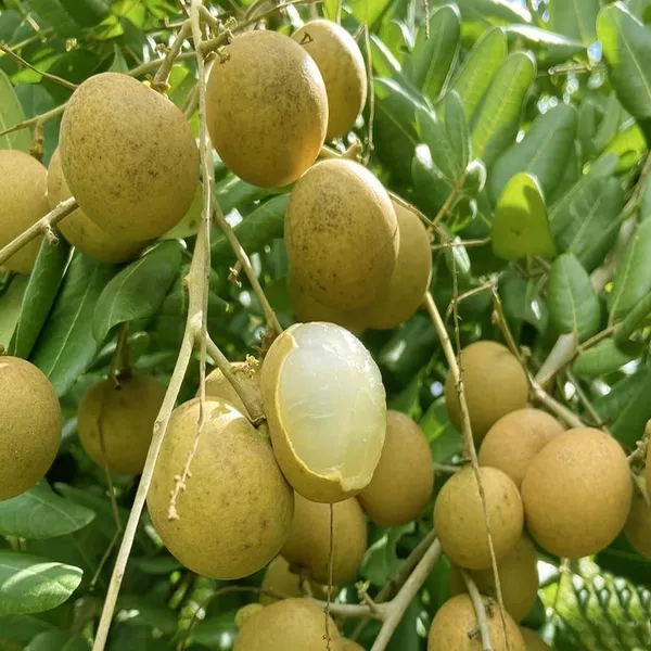 Daw_Dragon_Eye_Longan_Grafted_Fruit_Plant_(1-2_Feet_Height)