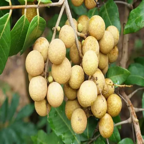 Daw_Dragon_Eye_Longan_Grafted_Fruit_Plant_(1-2_Feet_Height)