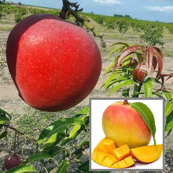 Apple_Mango_Aam_Grafted_Fruit_Plant_(1.5-3_Feet_Height)