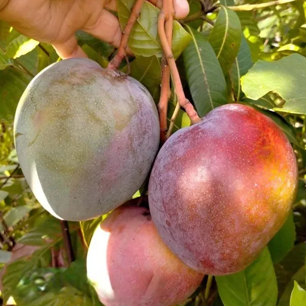 Apple_Mango_Aam_Grafted_Fruit_Plant_(1.5-3_Feet_Height)