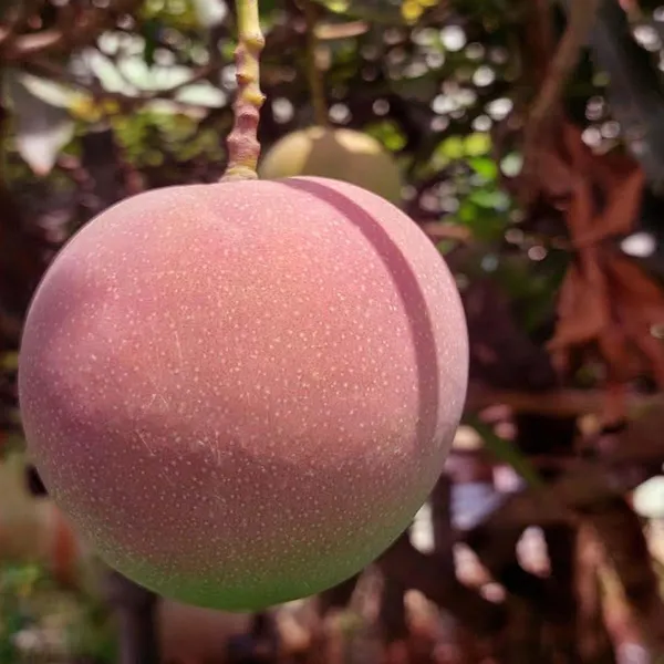 Apple_Mango_Aam_Grafted_Fruit_Plant_(1.5-3_Feet_Height)