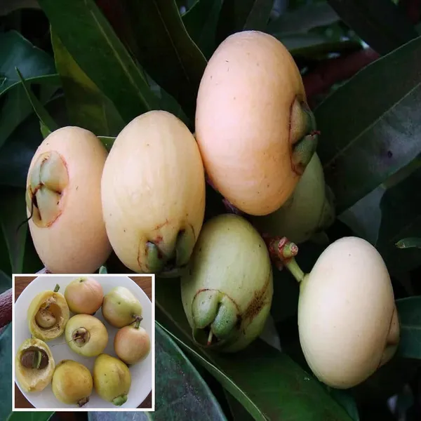 Rose_Apple_Gulab_Jamun_Layering/Grafted_Fruit_Plant_(1.5-3_Feet_Height)