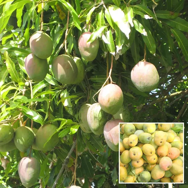 Kothapalli_Kobbari_Mango_Aam_Grafted_Fruit_Plant_(1.5-3_Feet_Height)