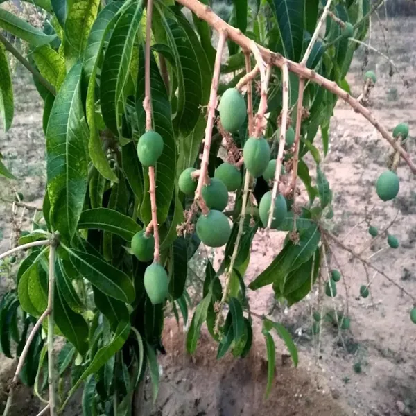 Kothapalli_Kobbari_Mango_Aam_Grafted_Fruit_Plant_(1.5-3_Feet_Height)