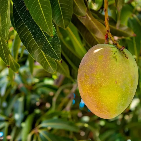 Kothapalli_Kobbari_Mango_Aam_Grafted_Fruit_Plant_(1.5-3_Feet_Height)
