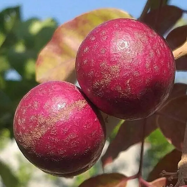 Ruby_Red_Plus_Dragon_Eye_Longan_Grafted_Fruit_Plant_(1-2_Feet_Height)